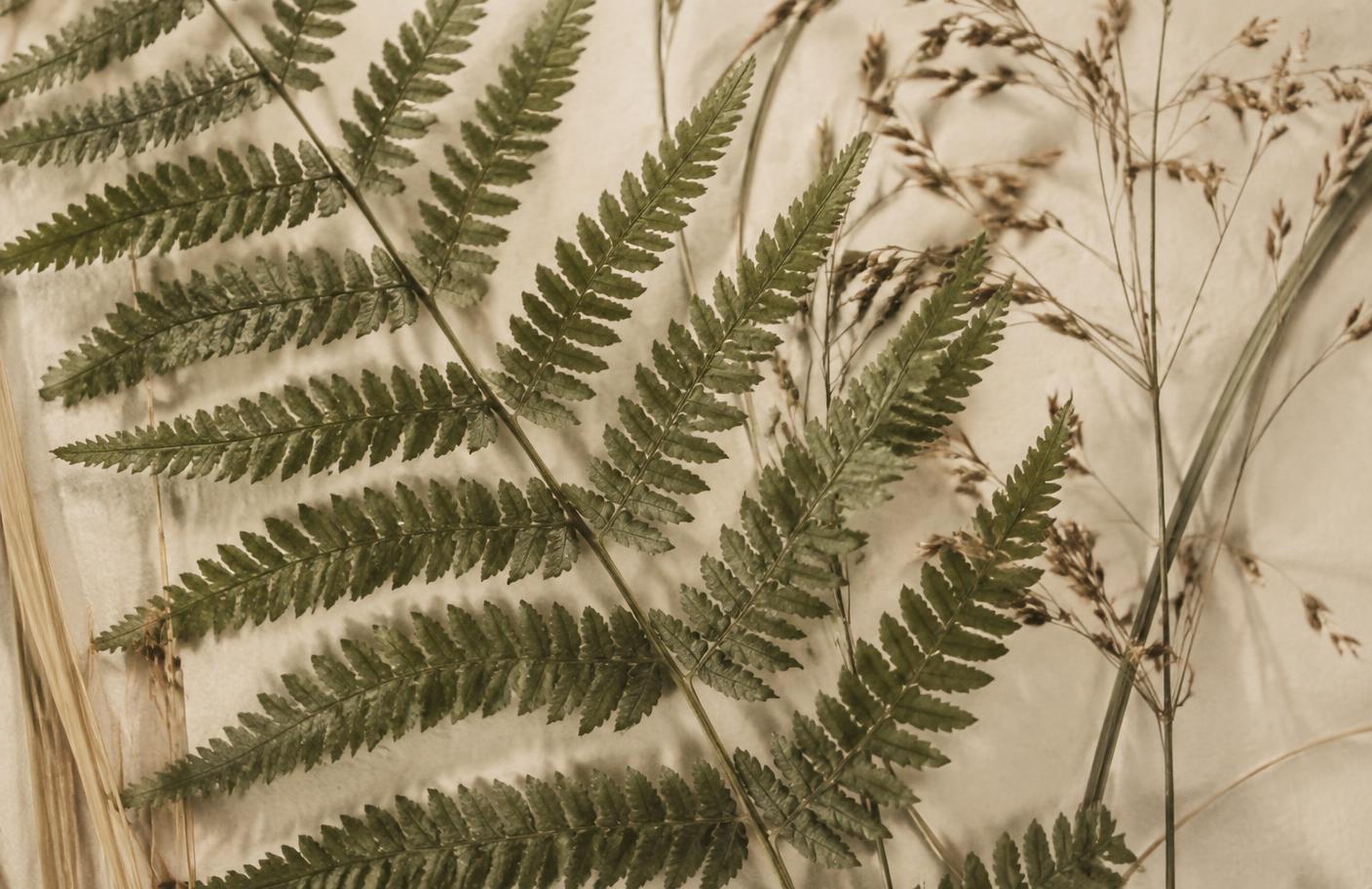 Fern fronds and dried grasses arranged on warm cream paper